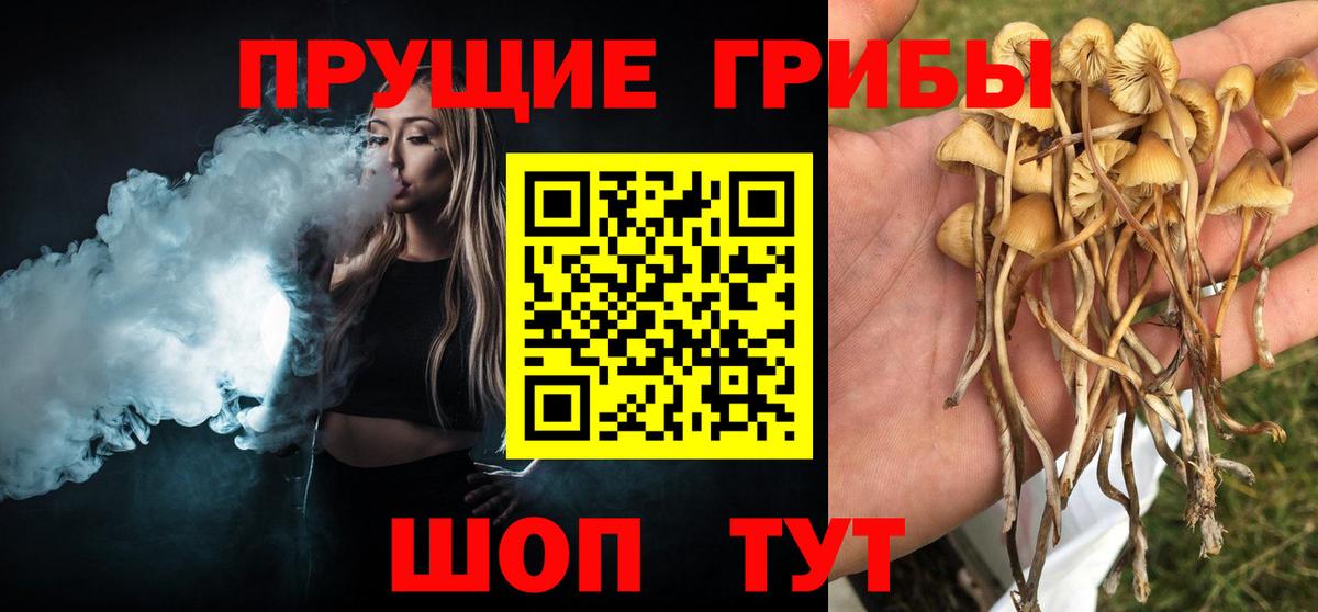 как найти   Галлюциногенные грибы Cubensis  Керчь  Вход с VPN  Псилоцибиновые грибы Psilocybine cubensis 
